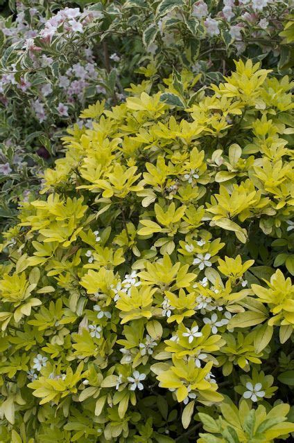 Double white flowers in clusters from summer to autumn. Arbustes-DWblog | Landscape lighting, Flowering shrubs, Shrubs