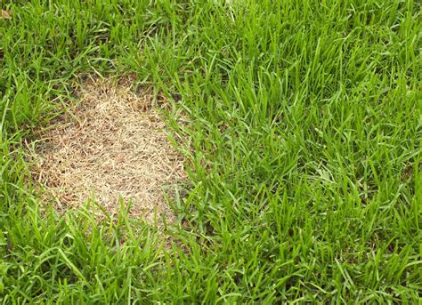 Brown Spots On Lawn Lawn Problems 7 Things Your Lawn Is Trying To