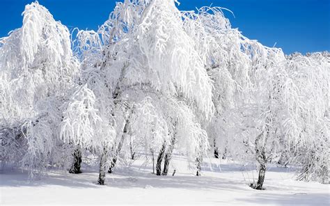 Winter Forest Snow Clear Sky Wallpapers Hd Desktop