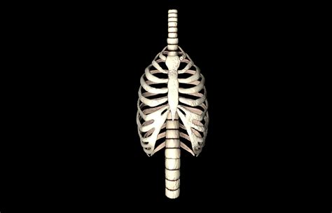 Rib Cage Accurate 3d Model With Verterbrae 3d Model Animated Obj 3ds