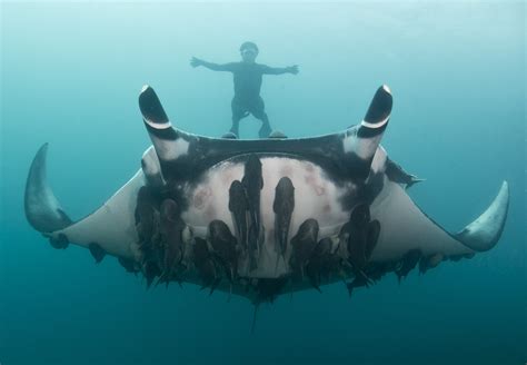 Meet The Scientist Snapping Selfies With Giant Manta Rays Wired