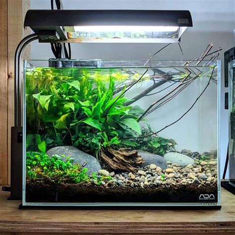 Check spelling or type a new query. small-aquascape-fish-tank-design