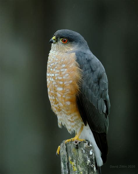 Sharp Shinned Hawk — Birding With Camera And Paint