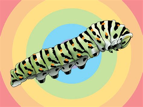 The caterpillars are themselves extremely cryptic, blending in against the bark of trees, where the larvae commonly aggregate. Realistic Cartoon Caterpillar Clipart