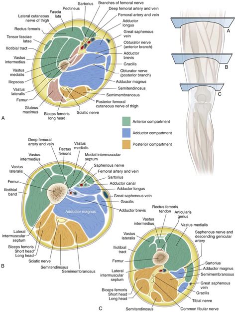 The hand (manual region) is the terminal end and focus of the upper limb. Upper Thigh Cross Sectional Anatomy / Chapter 12 Appendicular Muscles Ppt Video Online Download ...