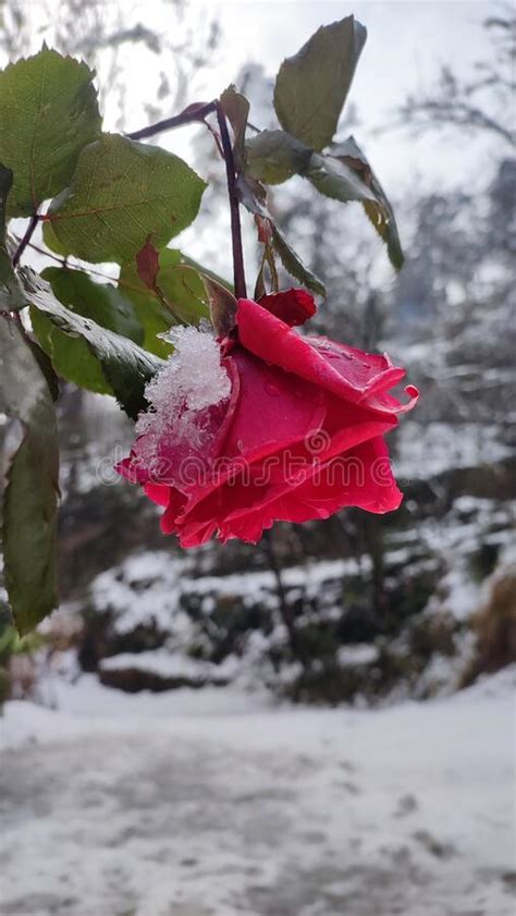Rose Flower Cover With Snow Stock Photo Image Of Petal Beautiful