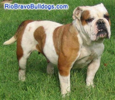 Bulldogs and french bulldogs tail pocket skin fold dermatitis. Dogs ruined by show breeding - WeTheArmed.com