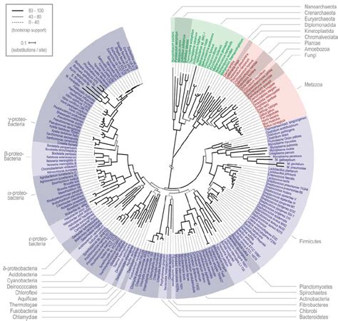 Global Phylogeny Of Fully Sequenced Organisms The Phylogenetic Tree Download Scientific