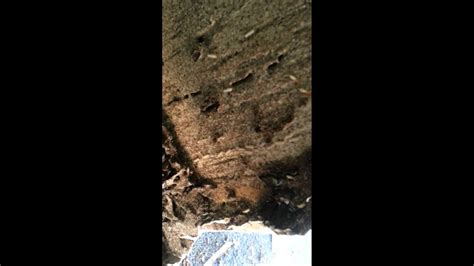 infestation de termite souterrain youtube
