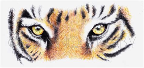 Tiger S Eyes Colour Pencil Drawing Print