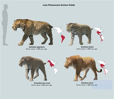 Extinct Felids From The Americas During The Late Pleistocene Period R