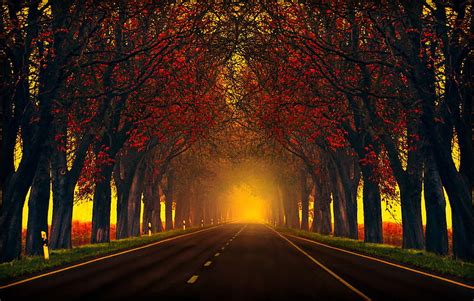 Road With Autumn Trees Roadside Trees Autumn Evening Hd Wallpaper