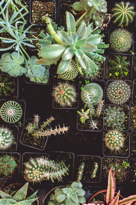Notocactus magnificus cactus plant this are globular green plants with ribs and short yellow spines. 20+ Best Free Cactus Pictures on Unsplash | Succulents ...
