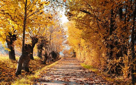 Autumn Road Trees Leaves Landscape Wallpapers Hd Desktop And