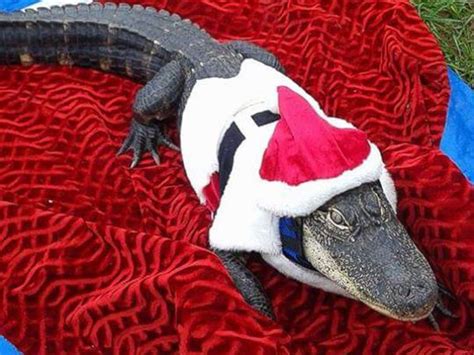 Florida Woman Fights To Keep Her Pet Alligator Who Wears Clothes And