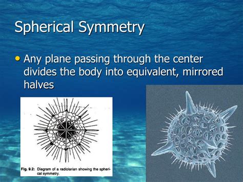 Ppt Architecture Of An Animal Powerpoint Presentation Free Download