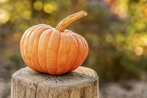 All Types Of Pumpkins The Ultimate Guide To 40 Varieties Evergreen