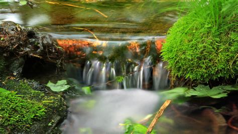 Free Images Nature Forest Waterfall Creek Hiking Leaf Flower