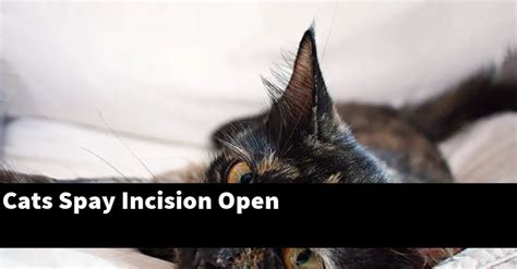 Cats Spay Incision Open Catstopics