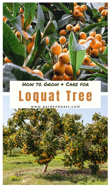 Loquat Tree Guide How To Grow And Care For Loquat Trees Loquat Tree