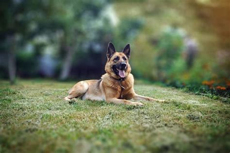 5 Best Dog Beds For German Shepherds Great Dog Zone