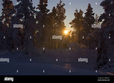 Sun Behind Trees In Levi Finnish Lapland Stock Photo Alamy