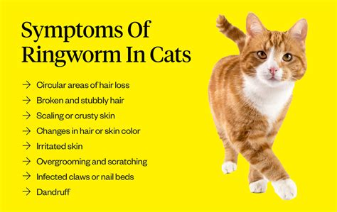 Ringworm In Cats Symptoms Causes Treatment Dutch Arnoticiastv