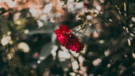 Hard detailed images are deeply pressed into genuine red rubber. Download wallpaper 1920x1080 rose, red, flower, plant, bloom full hd, hdtv, fhd, 1080p hd background