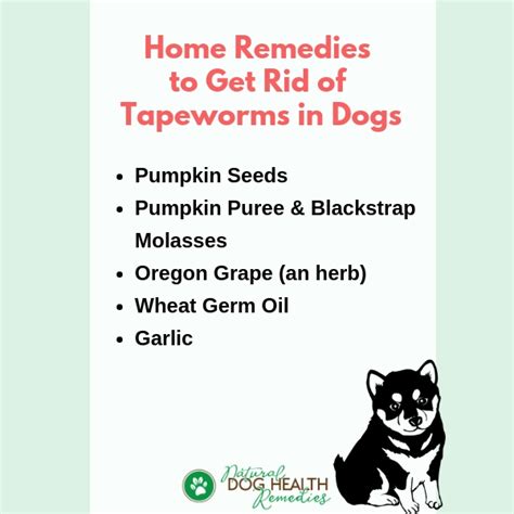 Eliminate Tapeworms In Dogs Using Natural Home Remedies