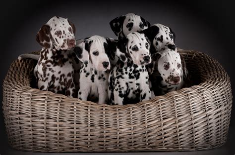 Lots and lots of puppy pictures! Dalmatian Puppies: Cute Pictures And Facts - DogTime