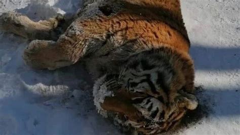 Rare Siberian Tiger Found Dead On Road After Being Killed By Stronger