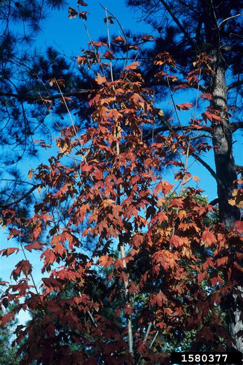 Chalk Maple Acer Leucoderme Sapindales Sapindaceae 1580377