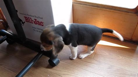 Download Beagle's puppy playing in room. - YouTube