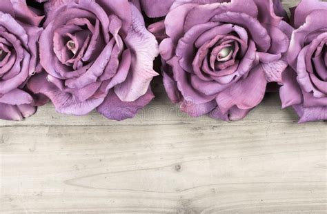 Border Purple Roses Stock Photo Image Of Background 75500880