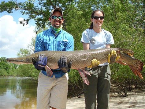 Fish4u © 2019 all rights reserved. Prehistoric Alligator Fish Caught Near Bateman Island