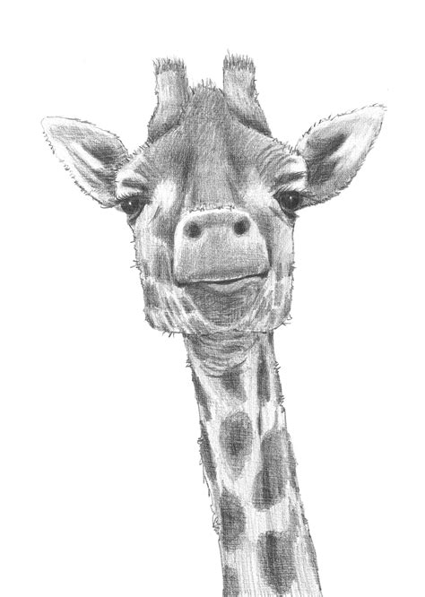 Realistic Giraffe Head Drawing