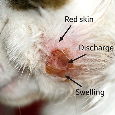 Most wounds are best left open to the air, so do not attempt to bandage or cover a small to clean a wound on a cat, start by soaking a cotton ball in a cleaning solution made from 1 cup of boiled i was very anxious when i saw my cat's wound, and this article offered simple, good and effective advice. Wounds and skin injuries - PDSA