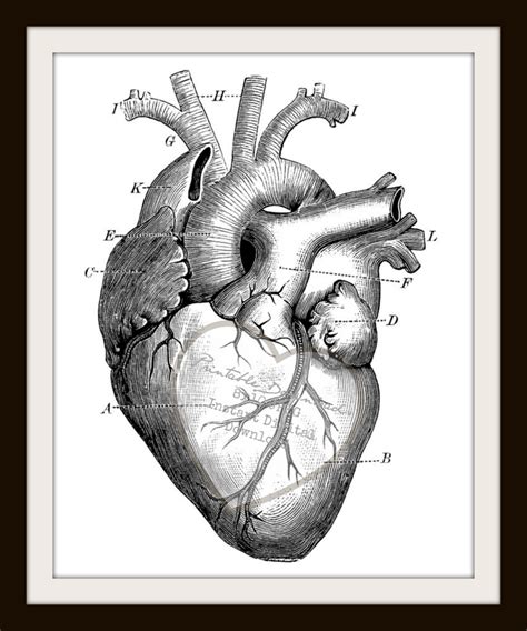 Internal Structure Easy Simple Human Heart Drawing Heart Diagram