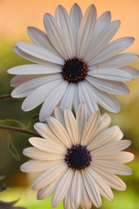 Wallpapers not only make desktops look attractive; amazing-flowers-hd-free-wallpapers-for-mobile - HD Wallpaper