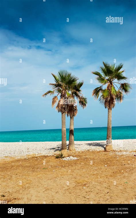 Palm Trees In A Very Calm Beach Vertical Image Stock Photo Alamy