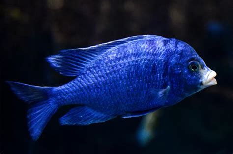 6 Blue Cichlids That Are Sure To Fix That Blue Feeling Live Fish Direct