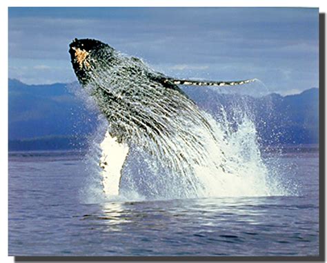 Humpback whale is a type of whale that can be found in all oceans of the world. Humpback Whale Poster | Animal Posters