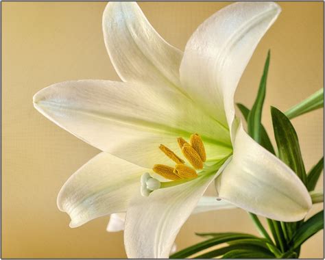 Types And The Meaning Of White Lilies Blog Floweradvisor