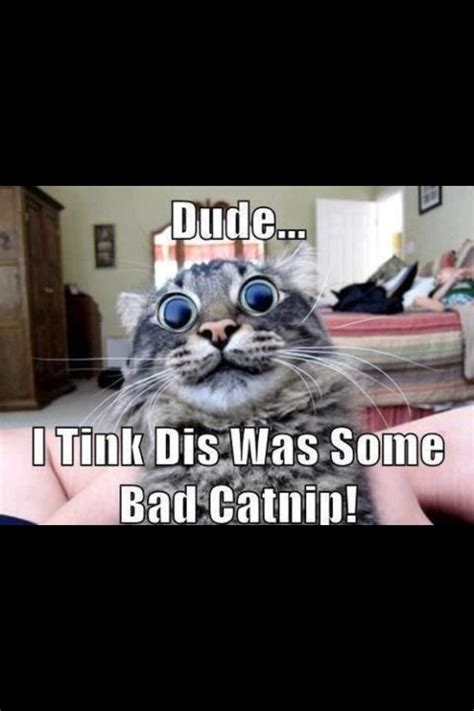 26 Best Cat And Catnip Images On Pinterest Kitty Cats
