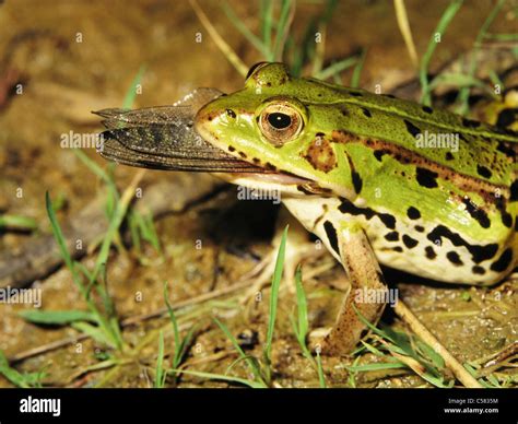Animal Frog Eat Dragonfly Green Switzerland Edible Frog Rana