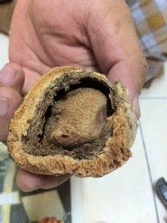 Dijamin harga mampu milik , murah dan berkesan , potensi hamil menjadi lebih tinggi dalam tempoh 3 bulan amal. Hamil Lepas 2 Tahun Kahwin, Wanita Ini Kongsi Petuanya ...