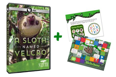 Mommy Maestra Nature A Sloth Named Velcro Video And Printable Game