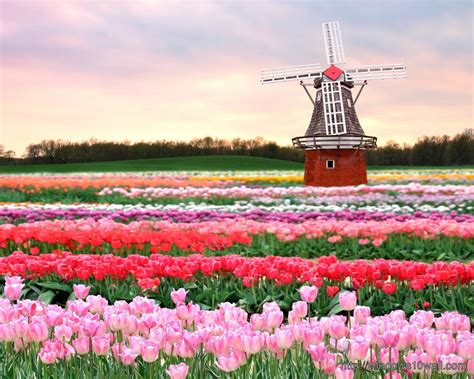 Tulip Fields Netherlands Hd Wallpaper Windows 10 Wallpapers