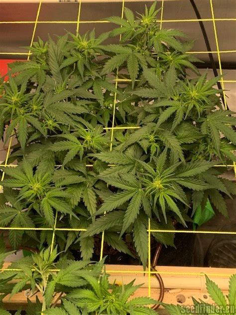Purple Haze Auto (207 Genetics) :: Cannabis Strain Info