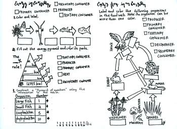 The theme of these kids worksheets is the human food chain. Ecology Coloring sheet , Food Web Energy Pyramid, Food ...